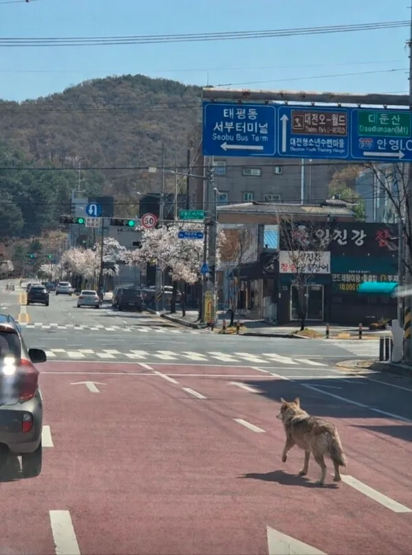 늑대 탈출 수색에 투입된 열화상 드론 – Thermal Drone Deployment in Daejeon Zoo Escape Search